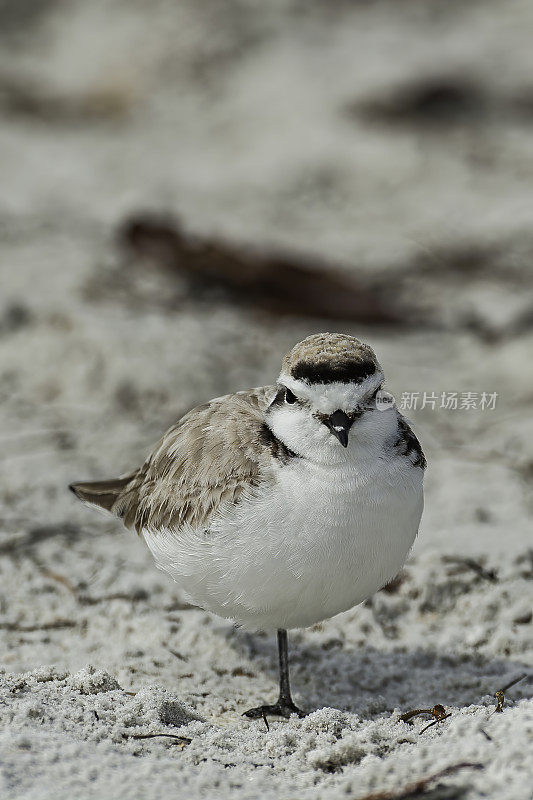 雪鸻，Charadrius nivosus，在海滩上，德索托堡县公园，Tierra Verde，佛罗里达州